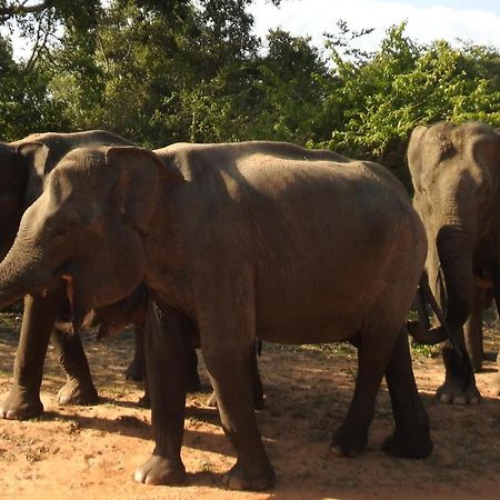 Yala Rich Lodge Tissamaharama Kültér fotó