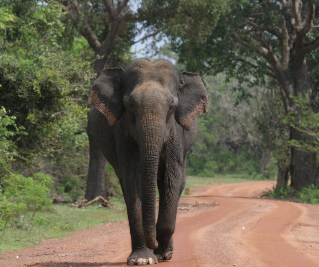 Yala Rich Lodge Tissamaharama Kültér fotó