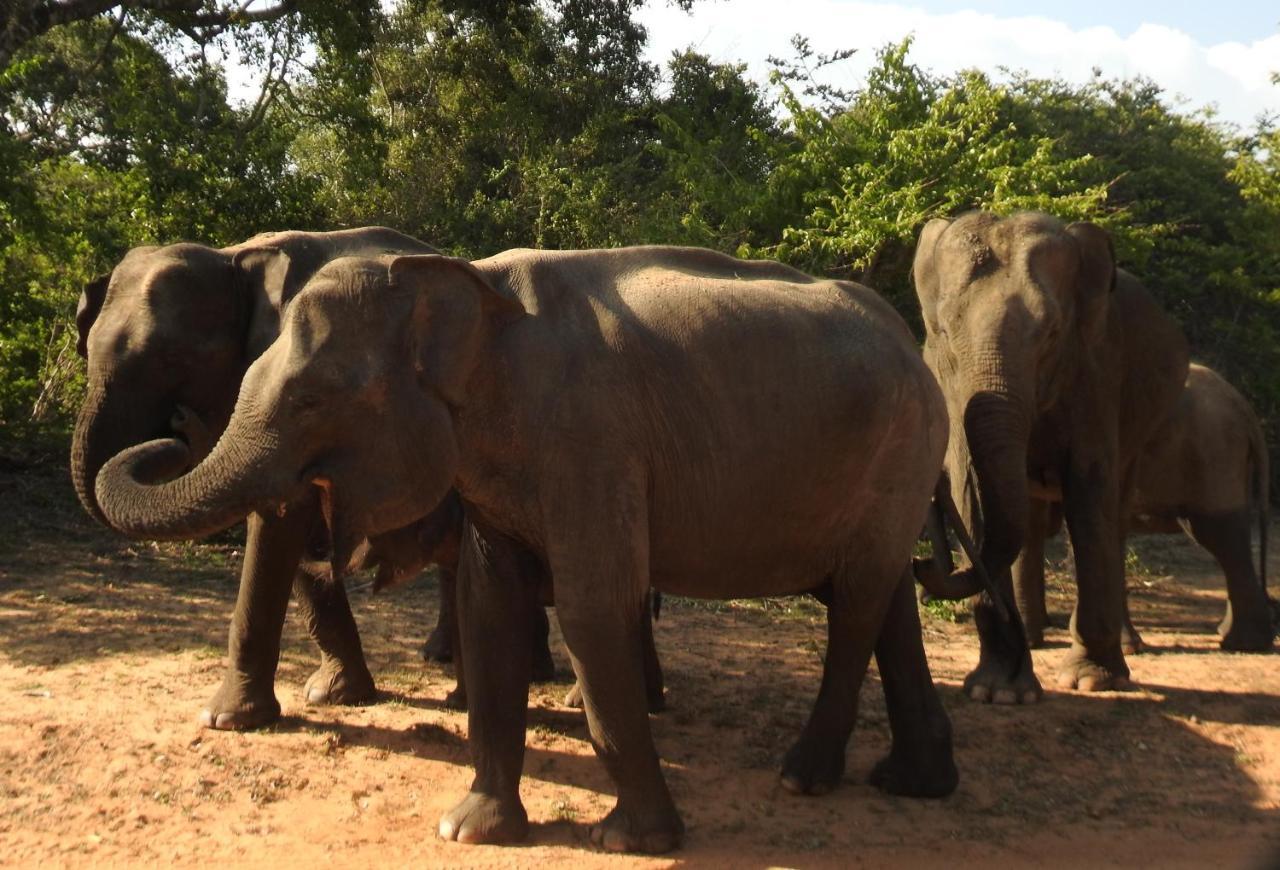 Yala Rich Lodge Tissamaharama Kültér fotó