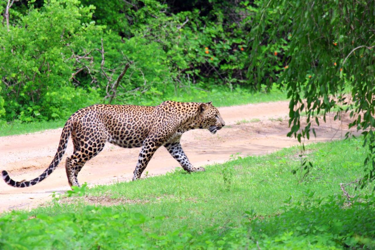 Yala Rich Lodge Tissamaharama Kültér fotó